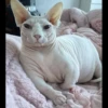 Skinnycat 10