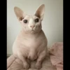 Skinnycat 11