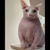 Skinnycat 12