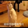 超级无敌理直气壮