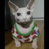 Skinnycat 13