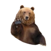 Bears ! 14