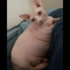 Skinnycat 14