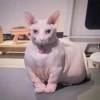 Skinnycat 15
