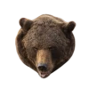 Bears ! 15