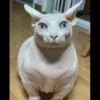 Skinnycat 16