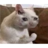 Cat Cry 30