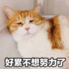Sun Meow 5
