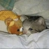 Crying Cat Deluxe 5
