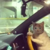Crying Cat Deluxe 6