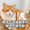 Sun Meow 7