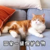 Sun Meow 8