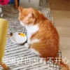 Sun Meow 9