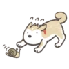 Shiba-Puppy! 6