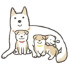 Shiba-Puppy! 7