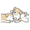 Shiba-Puppy! 8