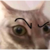 Cat Angry 5