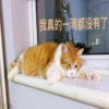 Sun Meow 10