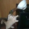 Crying Cat Deluxe 10