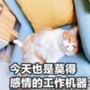 Sun Meow 11