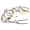 Shiba-Puppy! 9