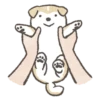 Shiba-Puppy! 10