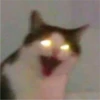 Cat Angry 6