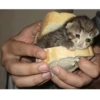 Crying Cat Deluxe 12
