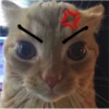 Cat Angry 7