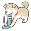 Shiba-Puppy! 11