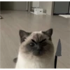 Cat Angry 8