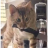 Cat Angry 9