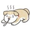 Shiba-Puppy! 12