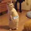 Cat Angry 10