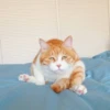 Sun Meow 12