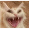 Cat Angry 11