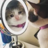 Crying Cat Deluxe 14