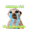 Suricate Seboso 8
