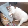 Crying Cat Deluxe 15