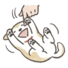Shiba-Puppy! 17