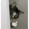 Cat Angry 13