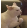 Cat Angry 14