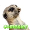 Suricate Seboso 9