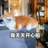 Sun Meow 13
