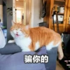 Sun Meow 14