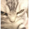 Cat Angry 15