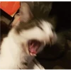 Cat Angry 16