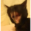 Cat Angry 17
