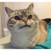 Cat Angry 18