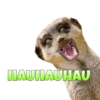 Suricate Seboso 11